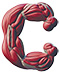 Muscles type letter C