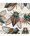 Cicada Overall Pattern