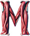 Muscles type letter M