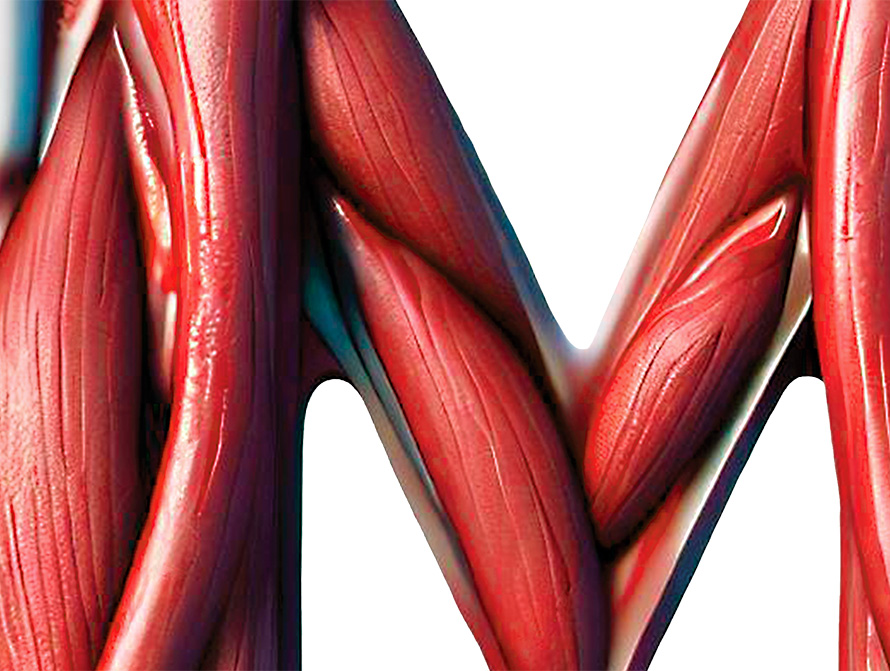 Muscles type letter closeup detail