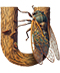 Cicada letter U