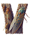 Cicada letter V