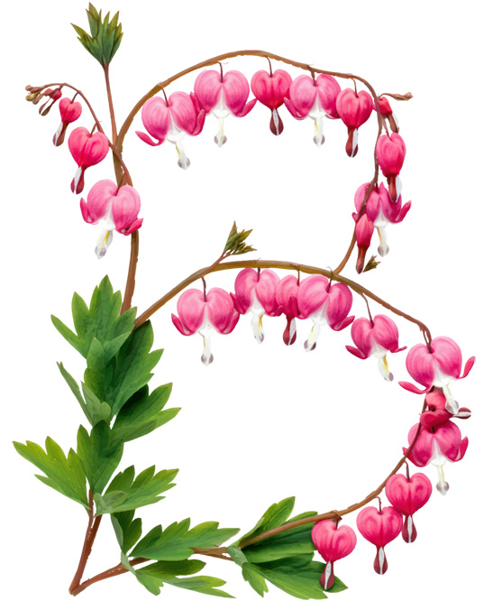 BLEEDING HEARTS LETTERS