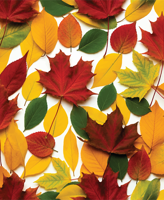 FALL PATTERN 