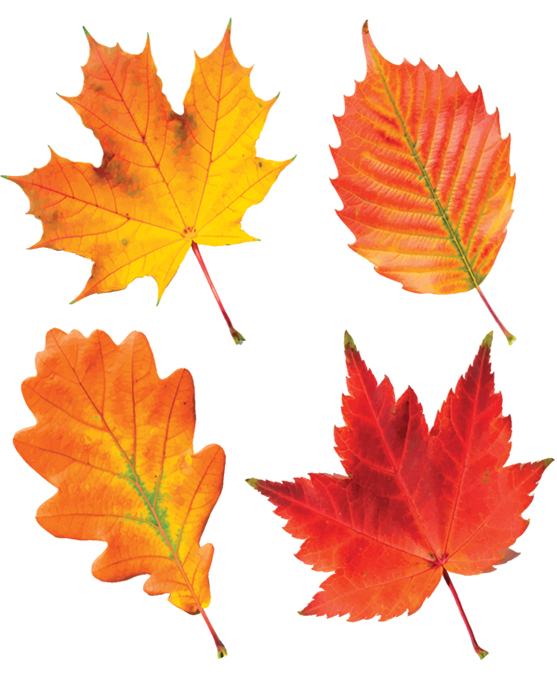 FALL PATTERN 