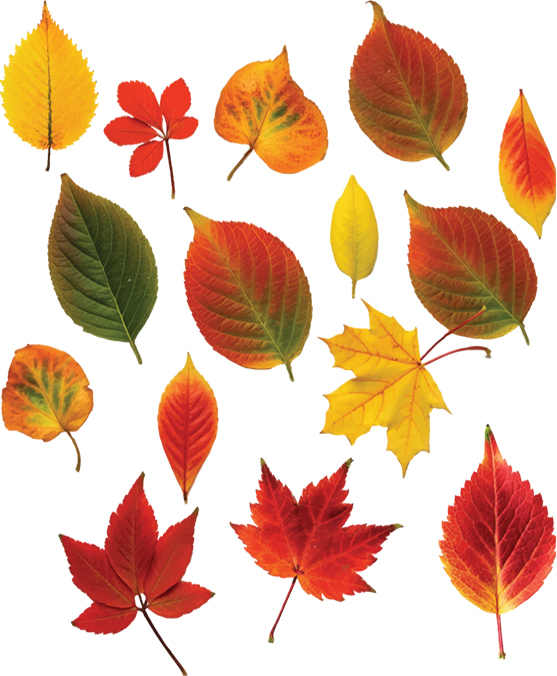 FALL PATTERN 