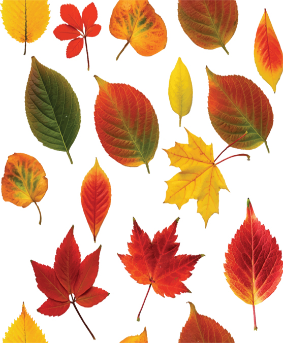FALL PATTERN 