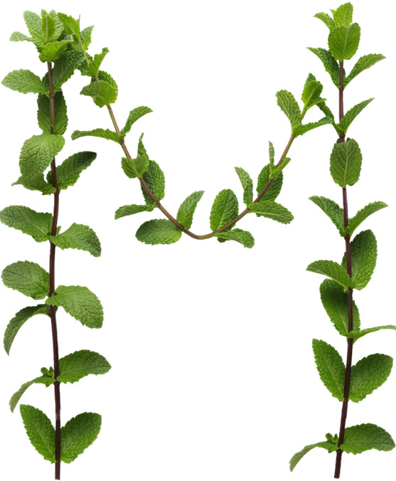 MINT SPRIG LETTERS