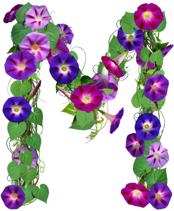 MORNING GLORY LETTERS
