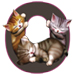 Kittens letter O