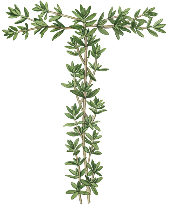 THYME LETTERS 