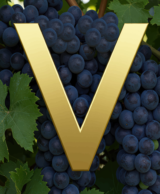 VINEYARD LETTERS 