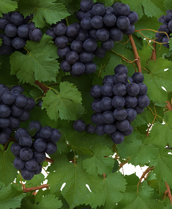 VINEYARD PATTERN 